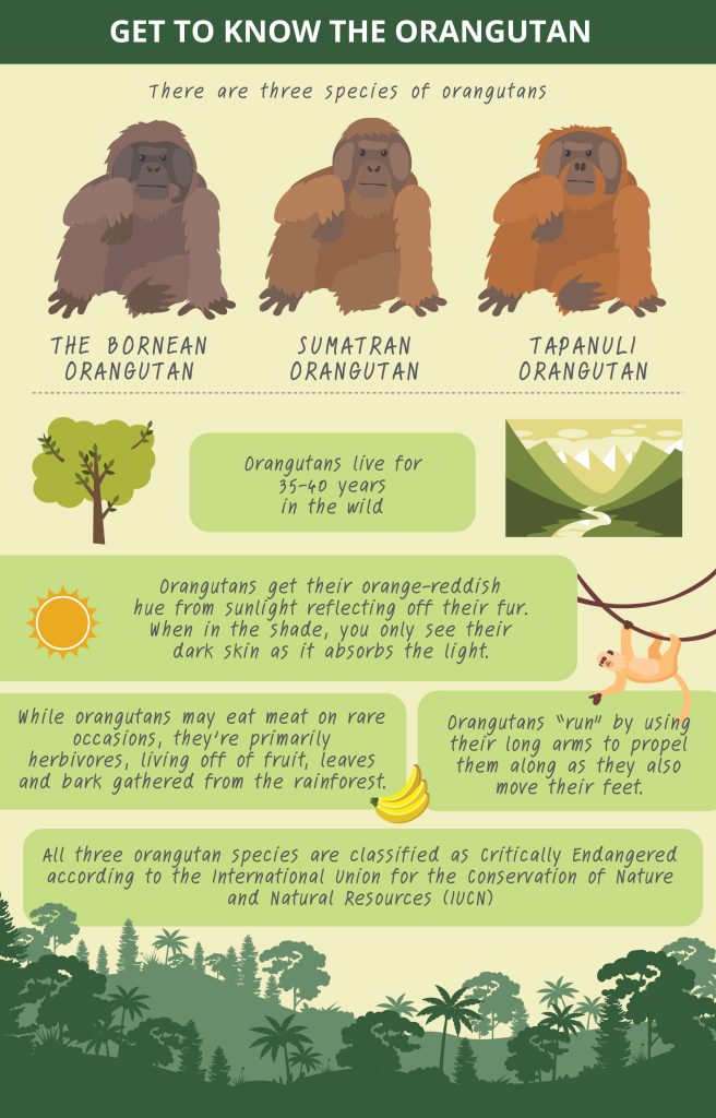 An infographic illustrating fun facts about Orangutan